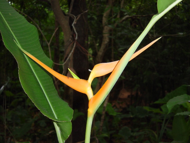 false bird-of-paradise?, Parque La Venta